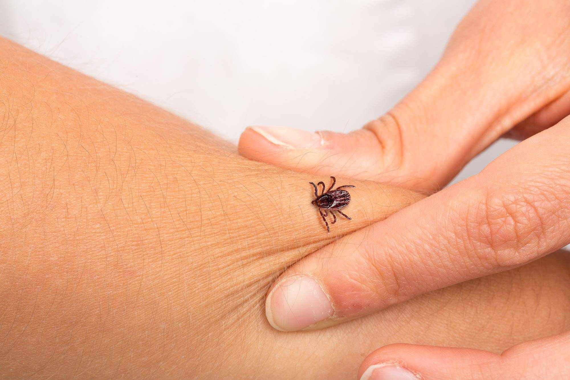Jakie są najczęstsze borrelia spielmanii objawy u zakażonych osób?